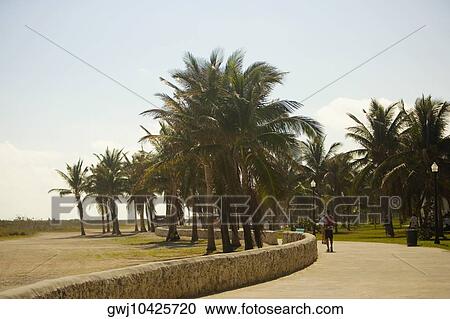 Trees along a walkway View Large Photo Image Stock Image - Trees along a walkway. Fotosearch