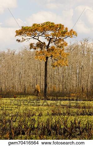 Picture - Trees in the forest. Fotosearch