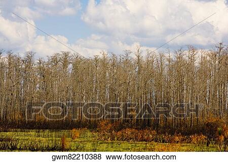 Trees in the forest View Large Photo Image Stock Photo - Trees in the forest. Fotosearch