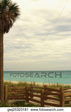 Wooden fence and a palm tree on the beach View Large Photo Image Stock Image - Wooden fence and a palm tree on the beach. Fotosearch