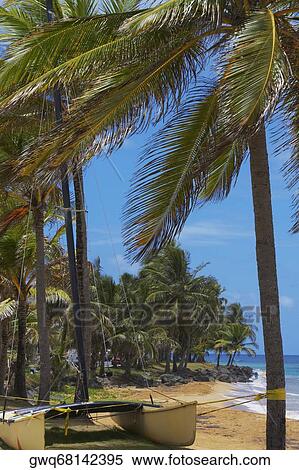 Stock Photography - Catamaran tied up with Palm trees on the beach, Luquillo Beach, Puerto Rico. Fotosearch