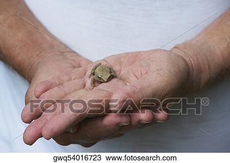 Close-up of a person holding a frog View Large Photo Image Stock Image - Close-up of a person holding a frog. Fotosearch