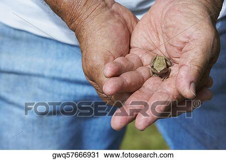 Close-up of a person holding a frog View Large Photo Image Stock Image - Close-up of a person holding a frog. Fotosearch