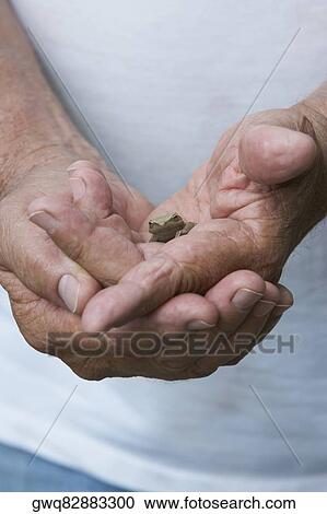 Close-up of a person holding a frog View Large Photo Image Stock Image - Close-up of a person holding a frog. Fotosearch