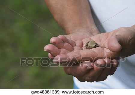 Stock Photo - Close-up of a person holding a frog. Fotosearch