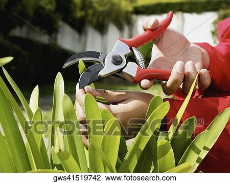 Close-up of a person's hand cutting the leaf of a plant View Large Photo Image Stock Image - Close-up of a person's hand cutting the leaf of a plant. Fotosearch
