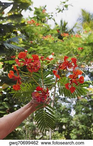 Stock Image - Close-up of a person's hand plucking flowers of a Flame Tree (Delonix regia). Fotosearch