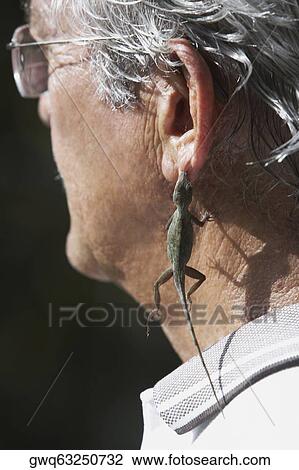 Close-up of a senior man hanging a lizard on his ear View Large Photo Image Stock Image - Close-up of a senior man hanging a lizard on his ear. Fotosearch