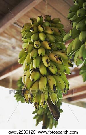 Stock Image - Close-up of bunches of bananas hanging from ceiling. Fotosearch