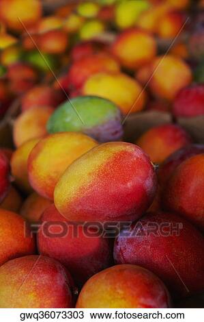 Close-up of mangoes View Large Photo Image Stock Image - Close-up of mangoes. Fotosearch