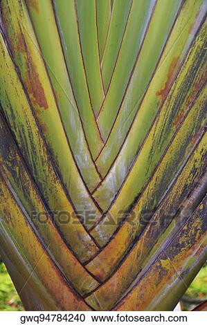 Close-up of Palm leaves View Large Photo Image Stock Image - Close-up of Palm leaves. Fotosearch