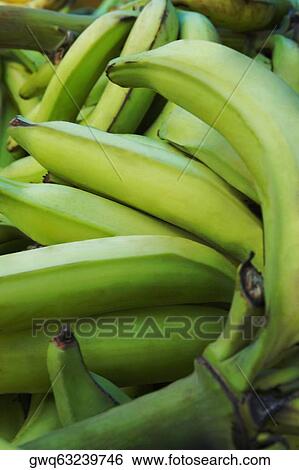 Close-up of Plantain bananas View Large Photo Image Stock Photograph - Close-up of Plantain bananas. Fotosearch