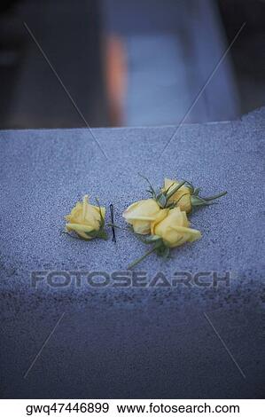 Close-up of roses on the ledge View Large Photo Image Stock Photo - Close-up of roses on the ledge. Fotosearch