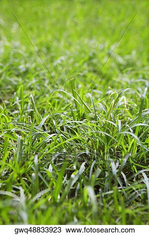 Grass in a backyard View Large Photo Image Stock Image - Grass in a backyard. Fotosearch
