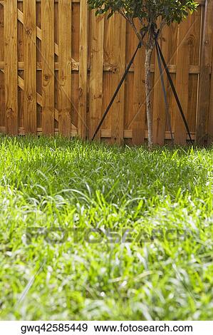 Grass in a backyard View Large Photo Image Stock Photo - Grass in a backyard. Fotosearch