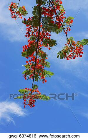Low angle view of a branch of Flame tree (Delonix regia) View Large Photo Image Stock Photograph - Low angle view of a branch of Flame tree (Delonix regia). Fotosearch