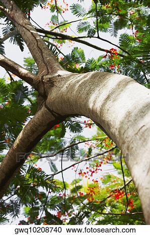 Low angle view of a Flame tree (Delonix regia), Puerto Rico View Large Photo Image Stock Image - Low angle view of a Flame tree (Delonix regia), Puerto Rico. Fotosearch
