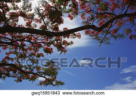 Stock Image - Low angle view of a Flame tree (Delonix regia). Fotosearch