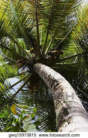 Low angle view of a Palm tree, Puerto Rico View Large Photo Image Stock Photography - Low angle view of a Palm tree, Puerto Rico. Fotosearch