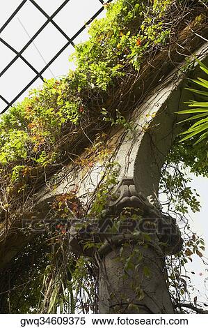 Low angle view of creeper plants on a column View Large Photo Image Stock Photography - Low angle view of creeper plants on a column. Fotosearch