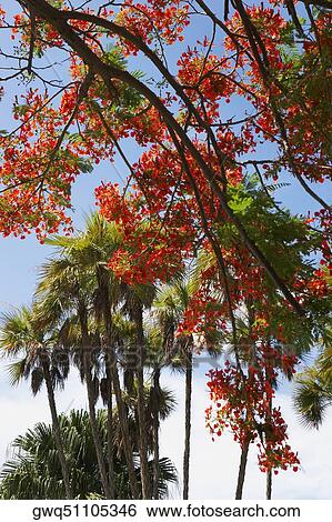 Low angle view of flowers on a Flame tree (Delonix regia) View Large Photo Image Stock Photograph - Low angle view of flowers on a Flame tree (Delonix regia). Fotosearch