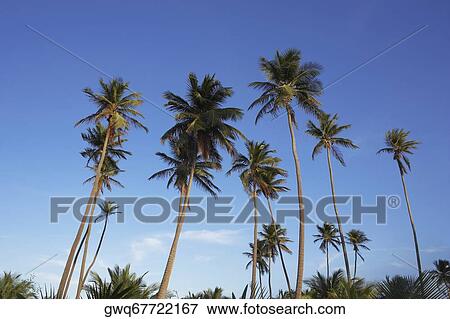 Stock Photo - Low angle view of palm trees. Fotosearch