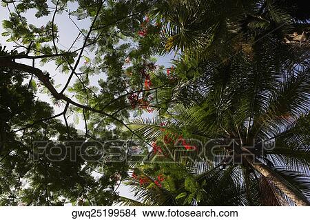 Picture - Low angle view of trees, Puerto Rico. Fotosearch