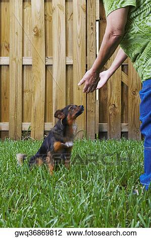 Low section view of a senior woman reaching towards a dog View Large Photo Image Stock Image - Low section view of a senior woman reaching towards a dog. Fotosearch
