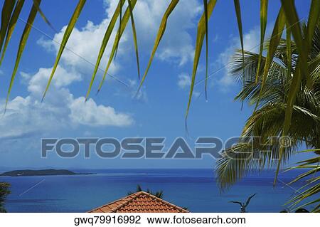 Palm leaves overlooking a beach hut with the sea in the background, Puerto Rico View Large Photo Image Stock Image - Palm leaves overlooking a beach hut with the sea in the background, Puerto Rico. Fotosearch