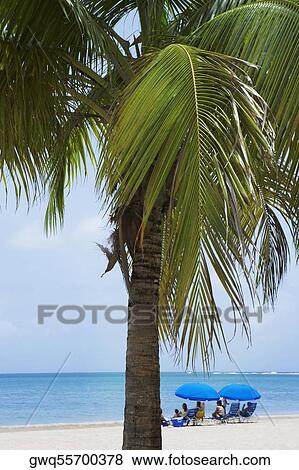Palm tree on the beach, Luquillo Beach, Puerto Rico View Large Photo Image Stock Photo - Palm tree on the beach, Luquillo Beach, Puerto Rico. Fotosearch