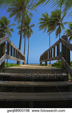 Stock Photo - Palm trees near a wooden bridge, Pinones, Puerto Rico. Fotosearch