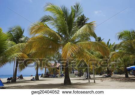 Palm trees on the beach, Luquillo Beach, Puerto Rico View Large Photo Image Stock Image - Palm trees on the beach, Luquillo Beach, Puerto Rico. Fotosearch
