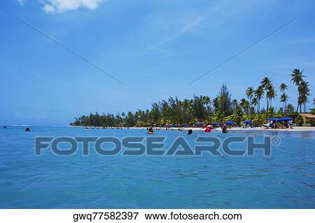 Stock Photo - Palm trees on the beach, Luquillo Beach, Puerto Rico. Fotosearch