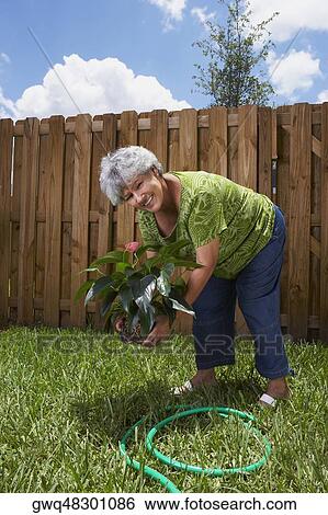 Portrait of a senior woman planting a plant View Large Photo Image Stock Photograph - Portrait of a senior woman planting a plant. Fotosearch