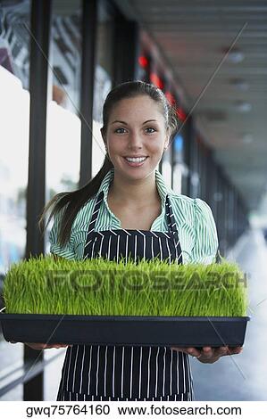Portrait of a young woman holding a tray of wheatgrass and smiling View Large Photo Image Stock Image - Portrait of a young woman holding a tray of wheatgrass and smiling. Fotosearch