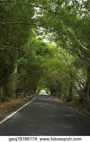 Road passing through a forest, Puerto Rico View Large Photo Image Picture - Road passing through a forest, Puerto Rico. Fotosearch