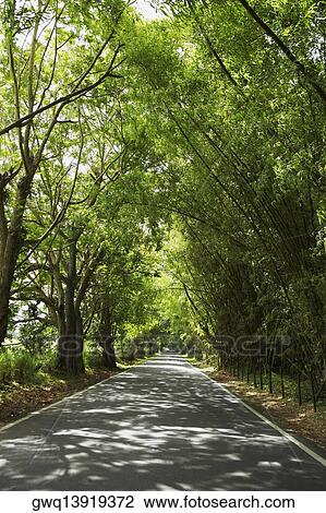 Road passing through a forest, Puerto Rico View Large Photo Image Stock Image - Road passing through a forest, Puerto Rico. Fotosearch