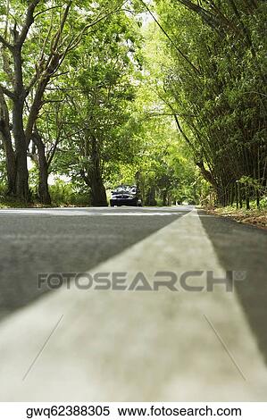 Road passing through a forest, Puerto Rico View Large Photo Image Stock Photography - Road passing through a forest, Puerto Rico. Fotosearch