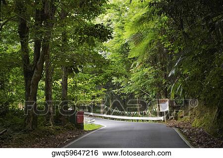 Road passing through a rainforest, El Yunque Rainforest, Puerto Rico View Large Photo Image Stock Photograph - Road passing through a rainforest, El Yunque Rainforest, Puerto Rico. Fotosearch