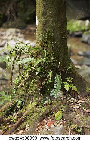 Tree trunk in a rainforest, El Yunque Rainforest, Puerto Rico View Large Photo Image Stock Photo - Tree trunk in a rainforest, El Yunque Rainforest, Puerto Rico. Fotosearch