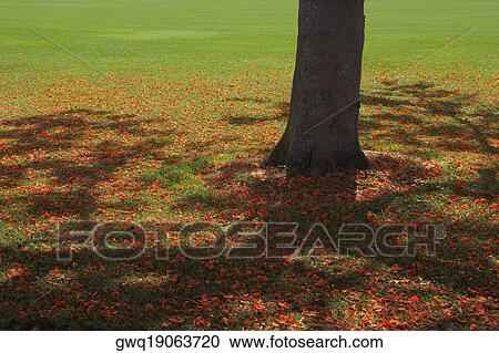 Tree trunk of a Flame tree (Delonix regia) View Large Photo Image Stock Image - Tree trunk of a Flame tree (Delonix regia). Fotosearch