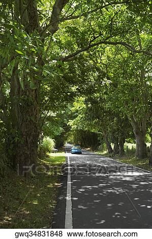 Trees along a road, Puerto Rico View Large Photo Image Stock Photo - Trees along a road, Puerto Rico. Fotosearch