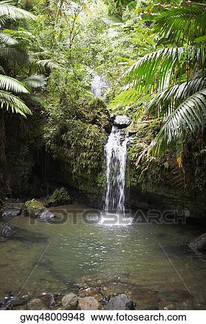 Waterfall in a rainforest, El Yunque Rainforest, Puerto Rico View Large Photo Image Stock Photo - Waterfall in a rainforest, El Yunque Rainforest, Puerto Rico. Fotosearch