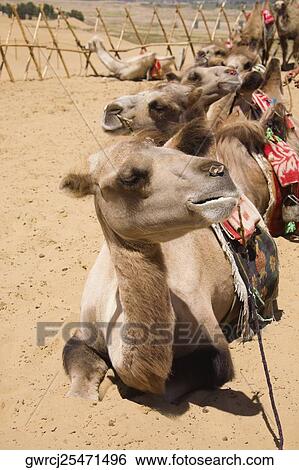 Stock Photograph - Bactrian camels (Camelus bactrianus) sitting in a row, Kubuqi Desert, Inner Mongolia, China. Fotosearch