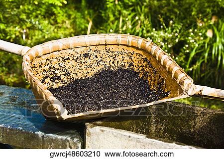 Stock Image - Close-up of a basket with mustard seeds, Emerald Valley, Huangshan, Anhui Province, China. Fotosearch