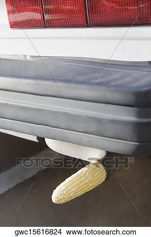 Close-up of a corn cob in the exhaust pipe of a car View Large Photo Image Picture - Close-up of a corn cob in the exhaust pipe of a car. Fotosearch