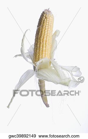 Stock Photo - Close-up of a corncob. Fotosearch