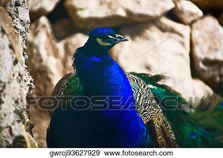 Stock Photo - Close-up of a peacock, HohHot, Inner Mongolia, China. Fotosearch