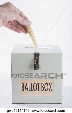 Stock Photograph - Close-up of a person's hand putting a corncob into a ballot box. Fotosearch