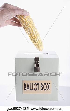 Close-up of a person's hand putting a corncob into a ballot box View Large Photo Image Stock Photography - Close-up of a person's hand putting a corncob into a ballot box. Fotosearch